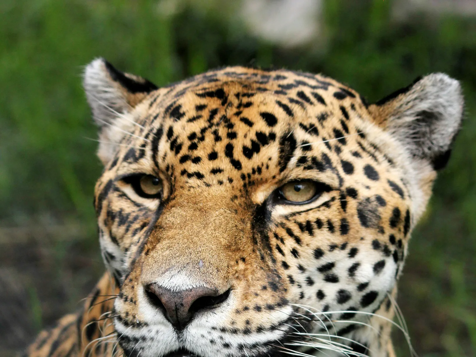 Belize Zoo in Belize with 501 Adventure Tours, photo 1