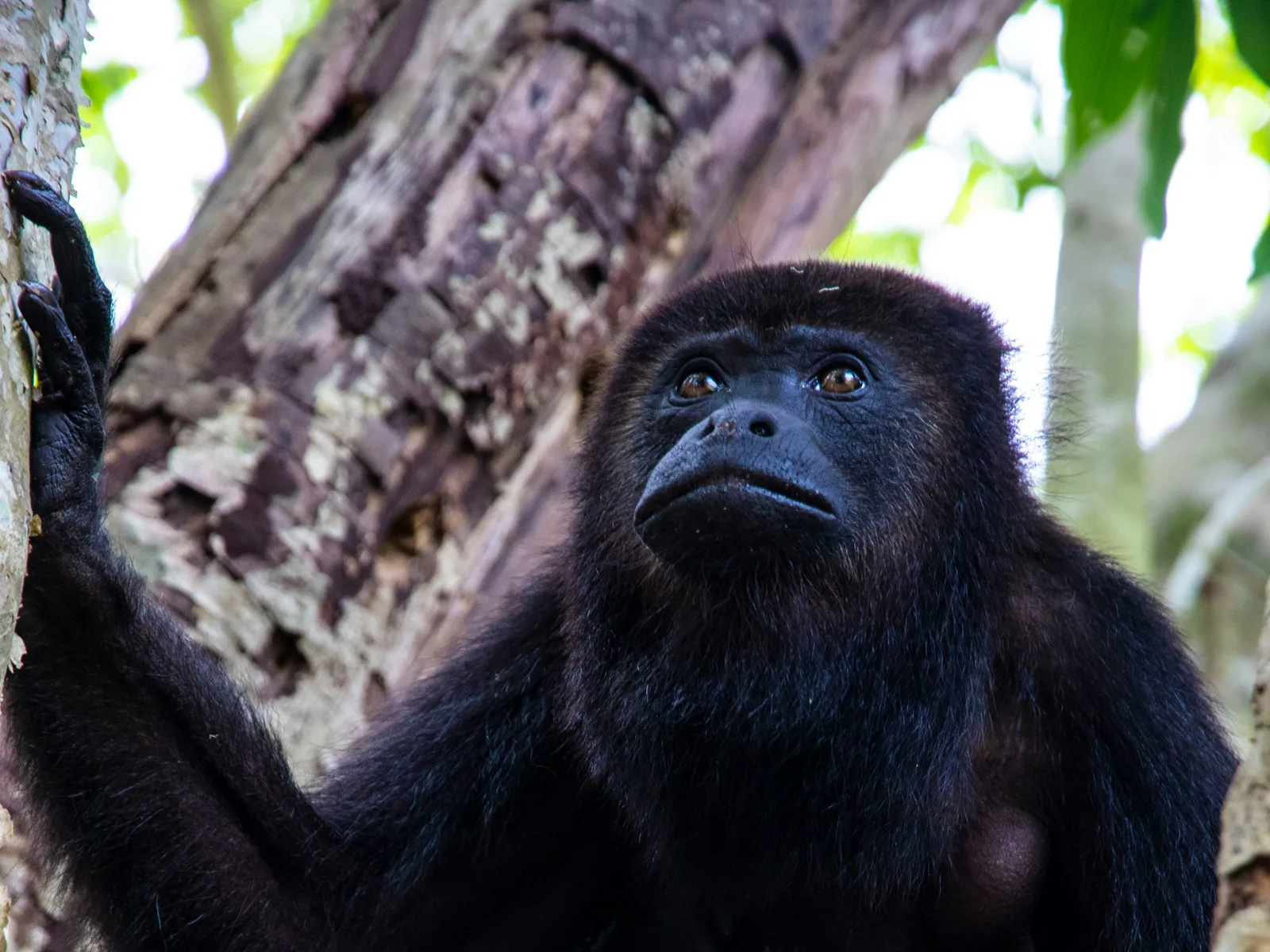 Belize Zoo in Belize with 501 Adventure Tours, photo 3