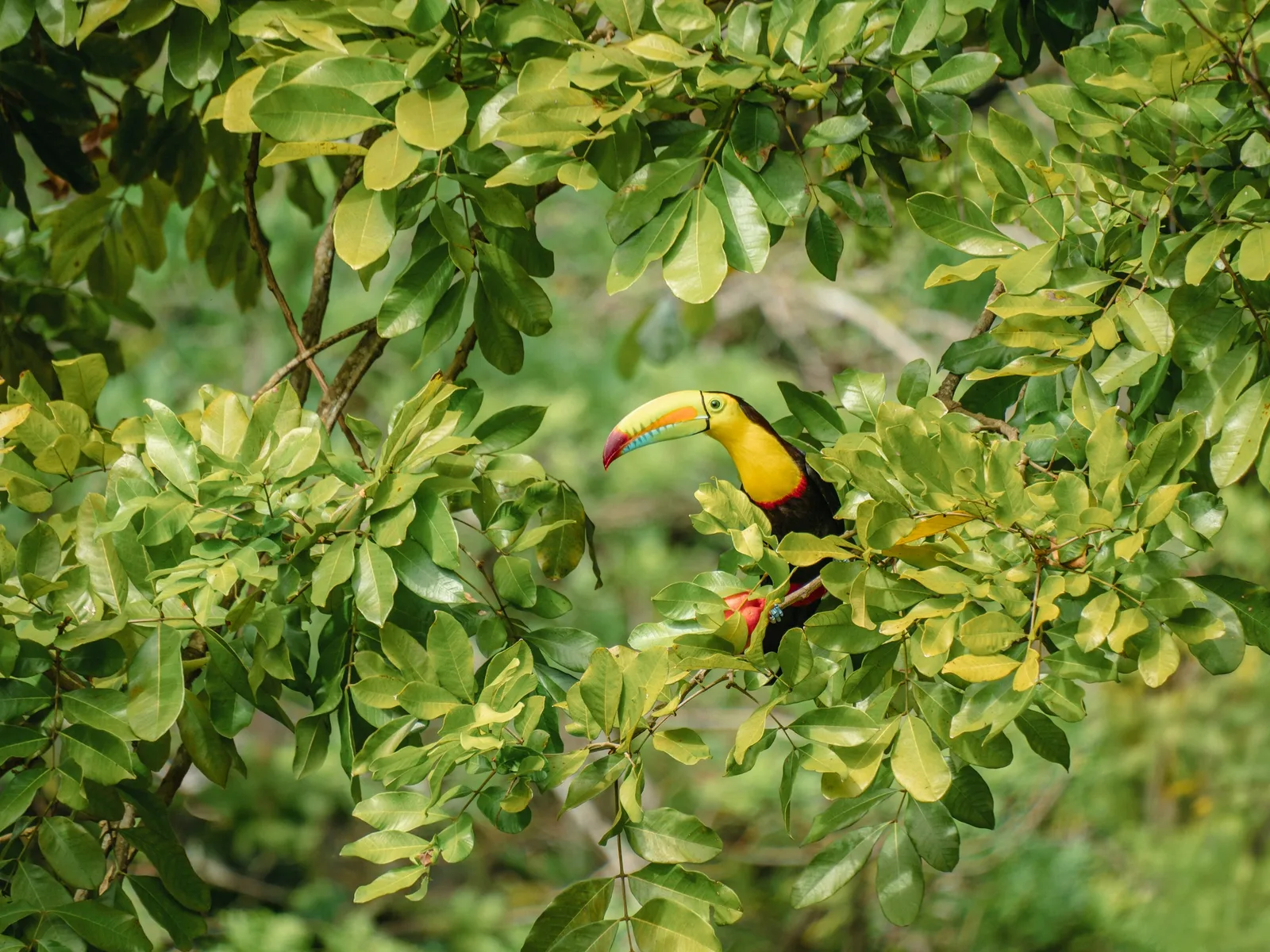 Belize Zoo in Belize with 501 Adventure Tours, photo 2