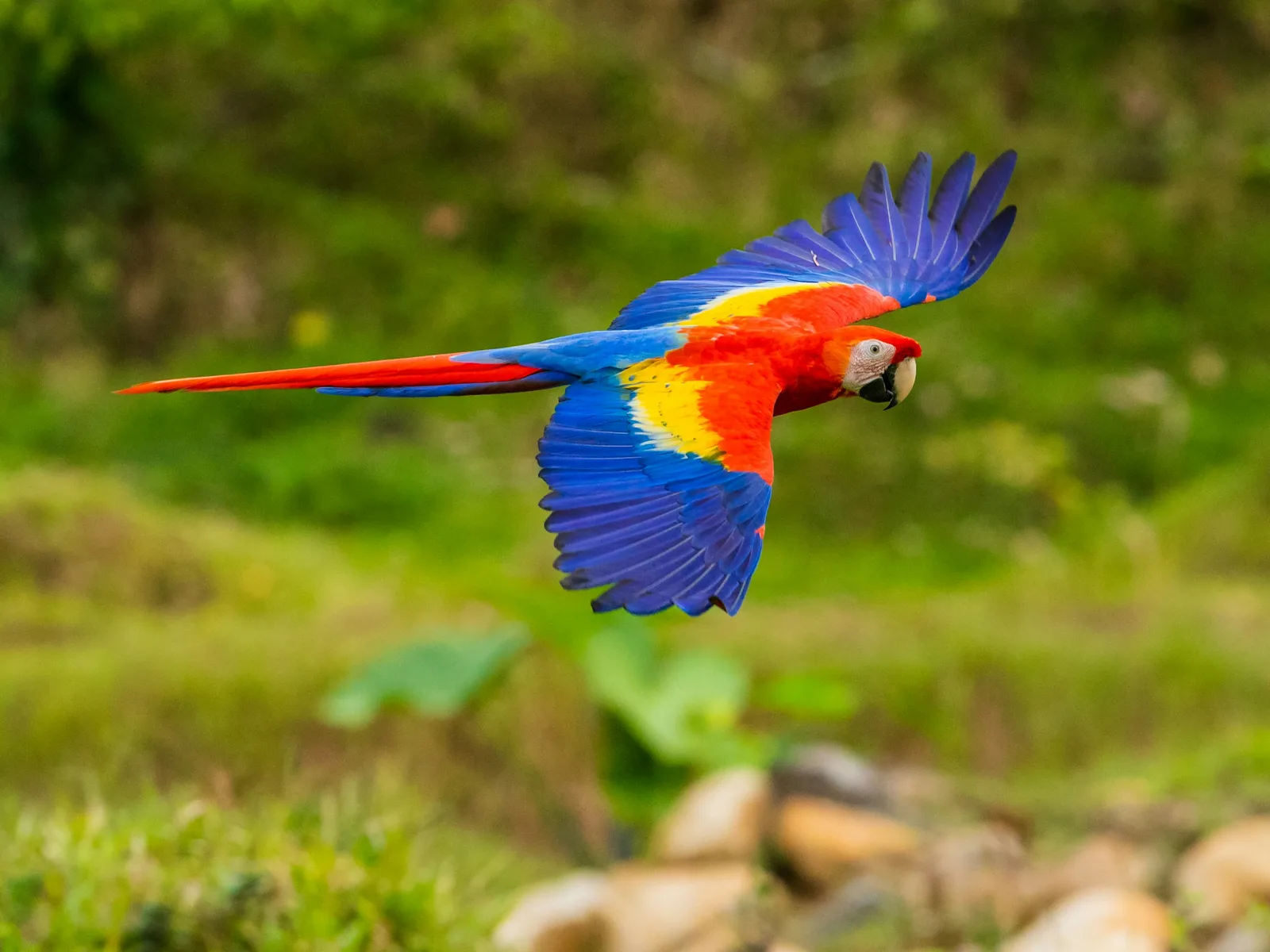 Belize Zoo in Belize with 501 Adventure Tours, photo 4