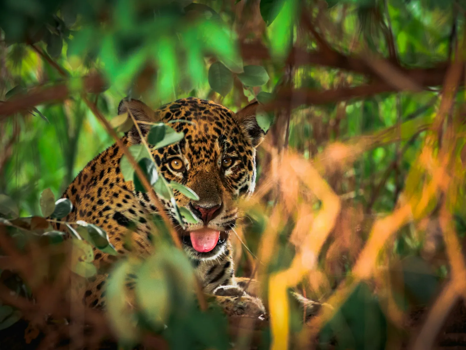 Belize Zoo in Belize with 501 Adventure Tours, photo 5