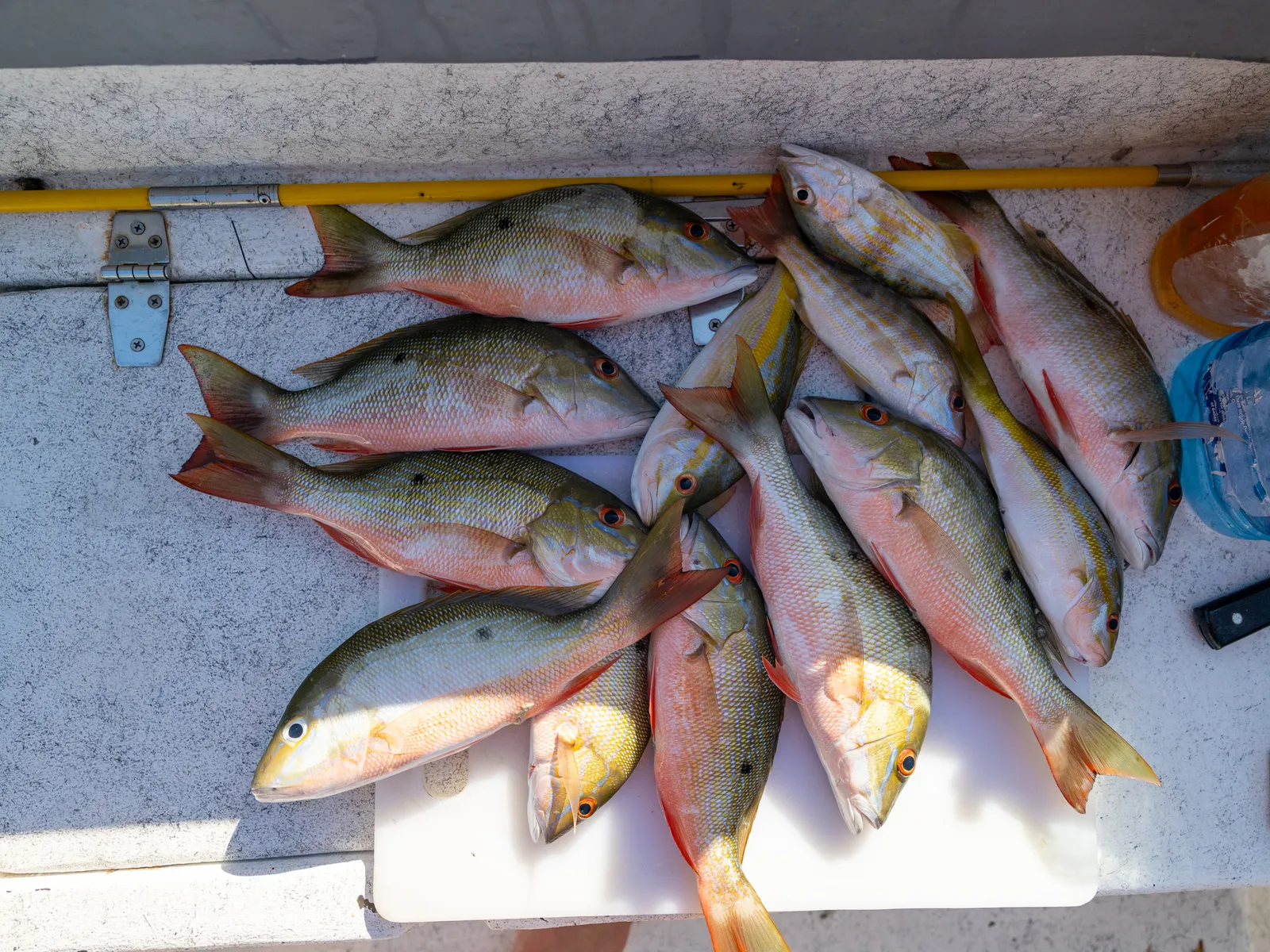 Fishing in Belize with 501 Adventure Tours, photo 7