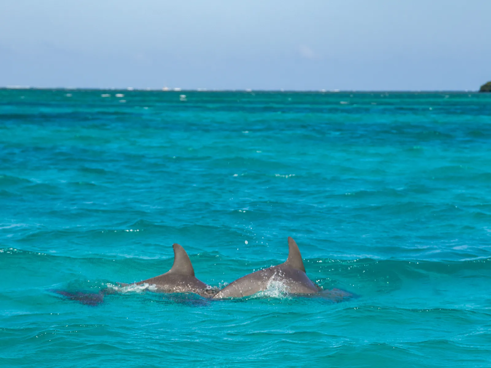 Fishing in Belize with 501 Adventure Tours, photo 9