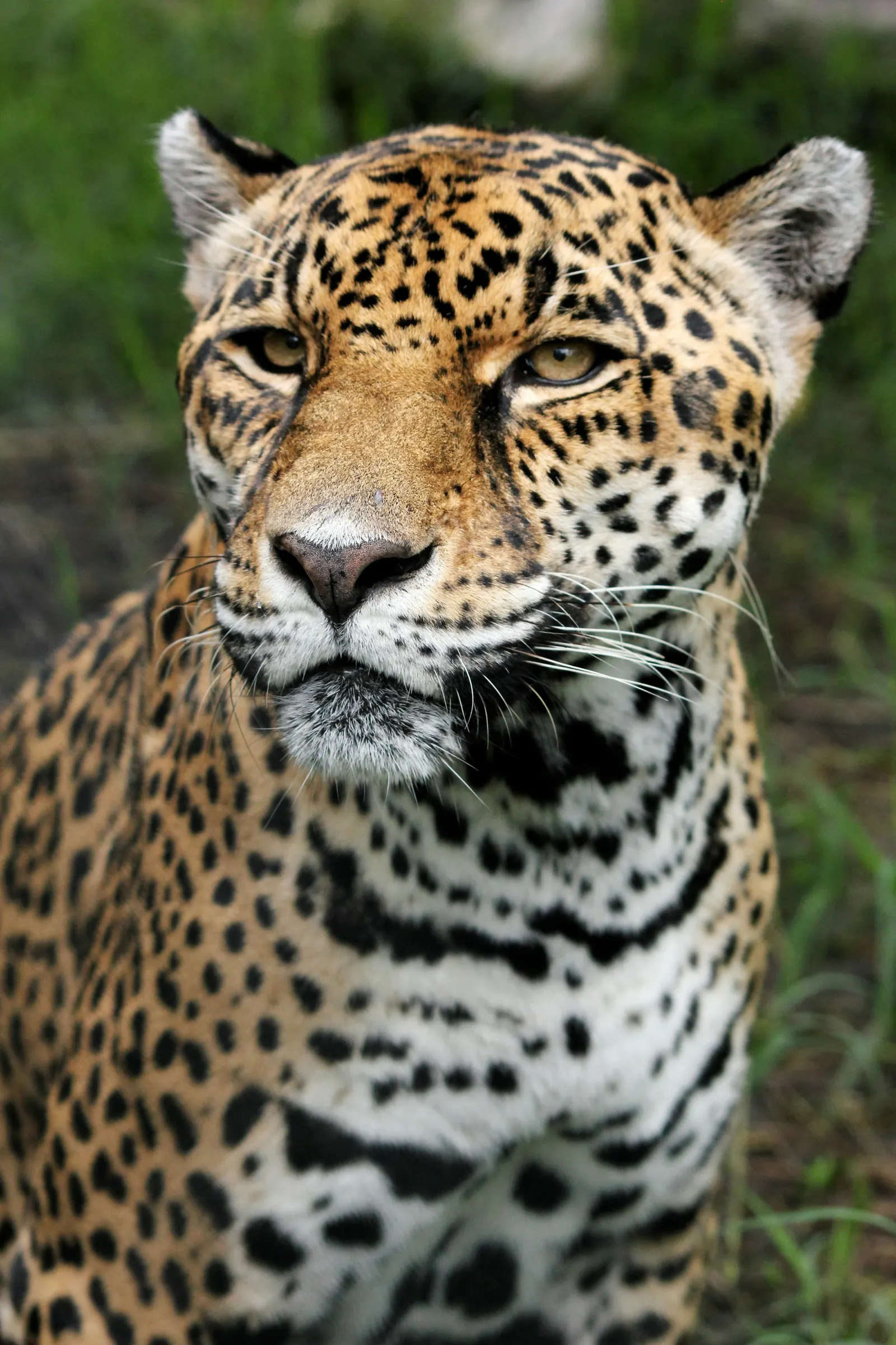 Belize Zoo, 501 Adventure Tours Belize