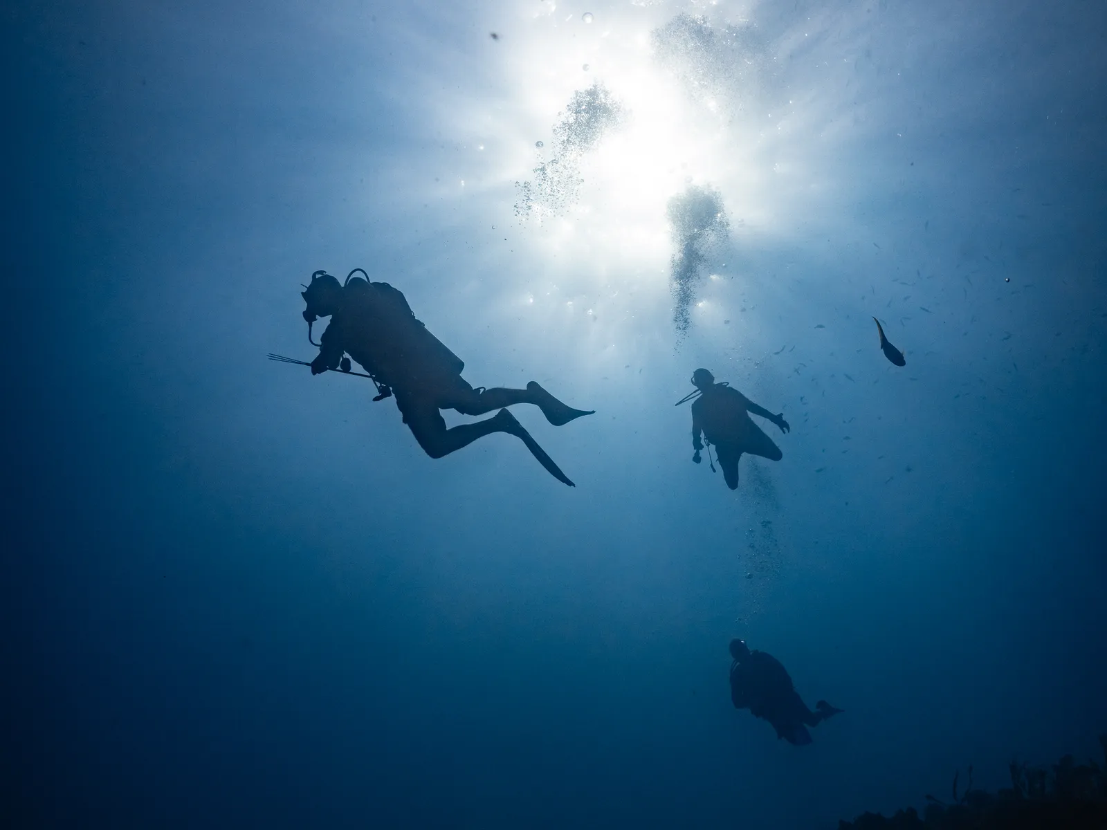 Scuba Diving in Belize with 501 Adventure Tours, photo 1