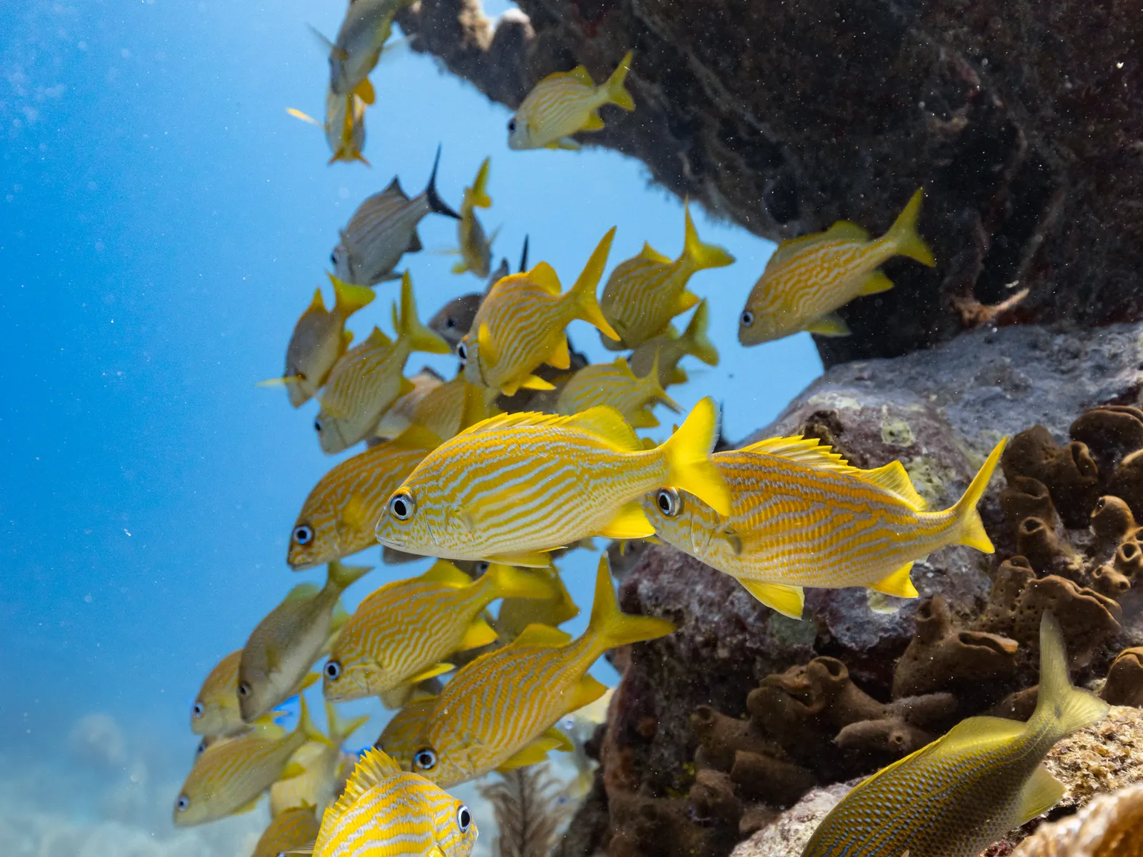 Scuba Diving in Belize with 501 Adventure Tours, photo 3