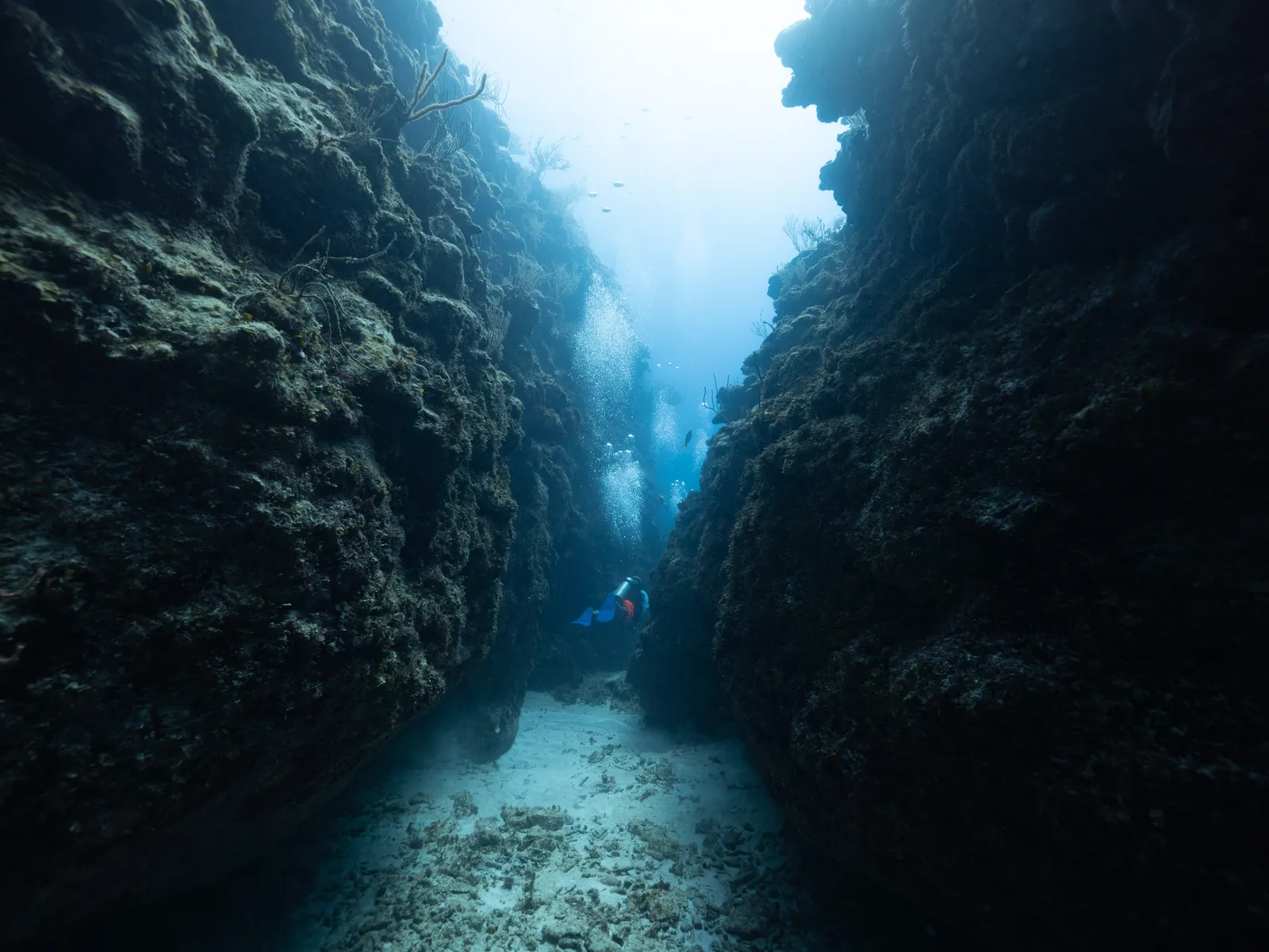 Scuba Diving in Belize with 501 Adventure Tours, photo 4