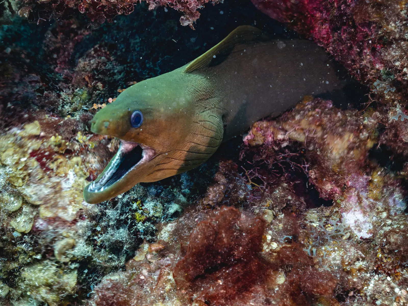 Scuba Diving in Belize with 501 Adventure Tours, photo 5