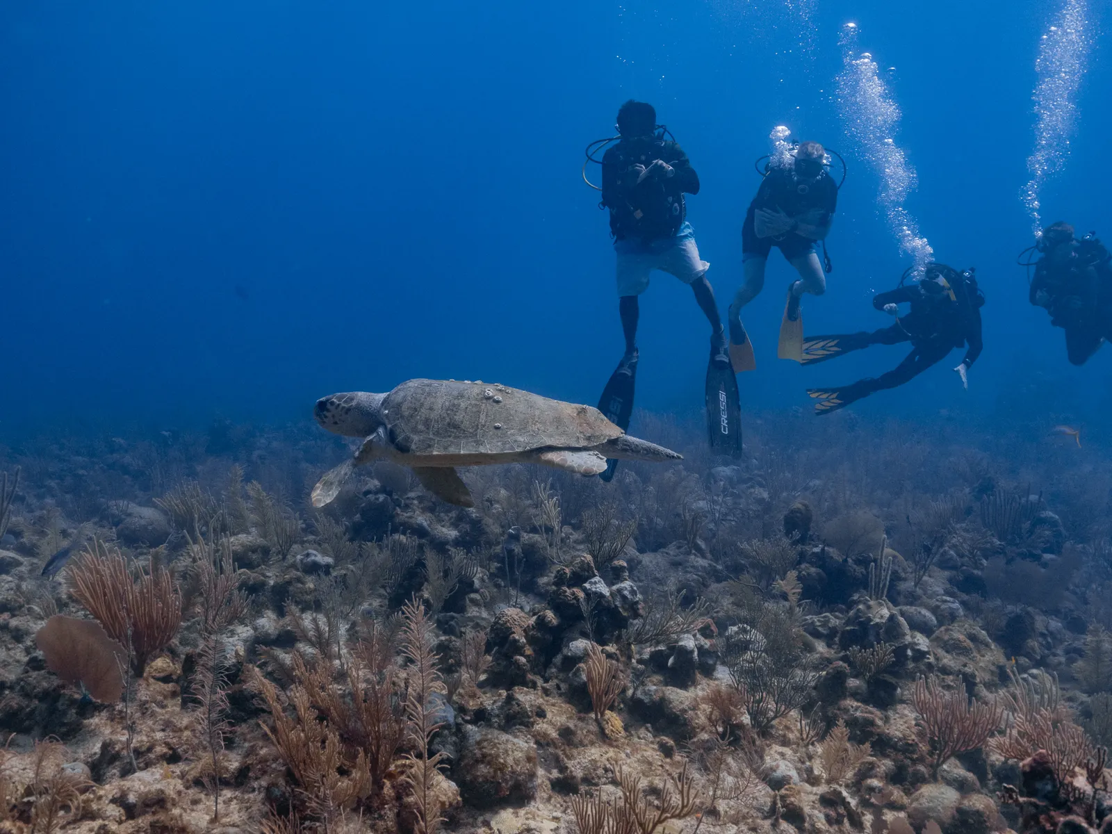 Scuba Diving in Belize with 501 Adventure Tours, photo 6