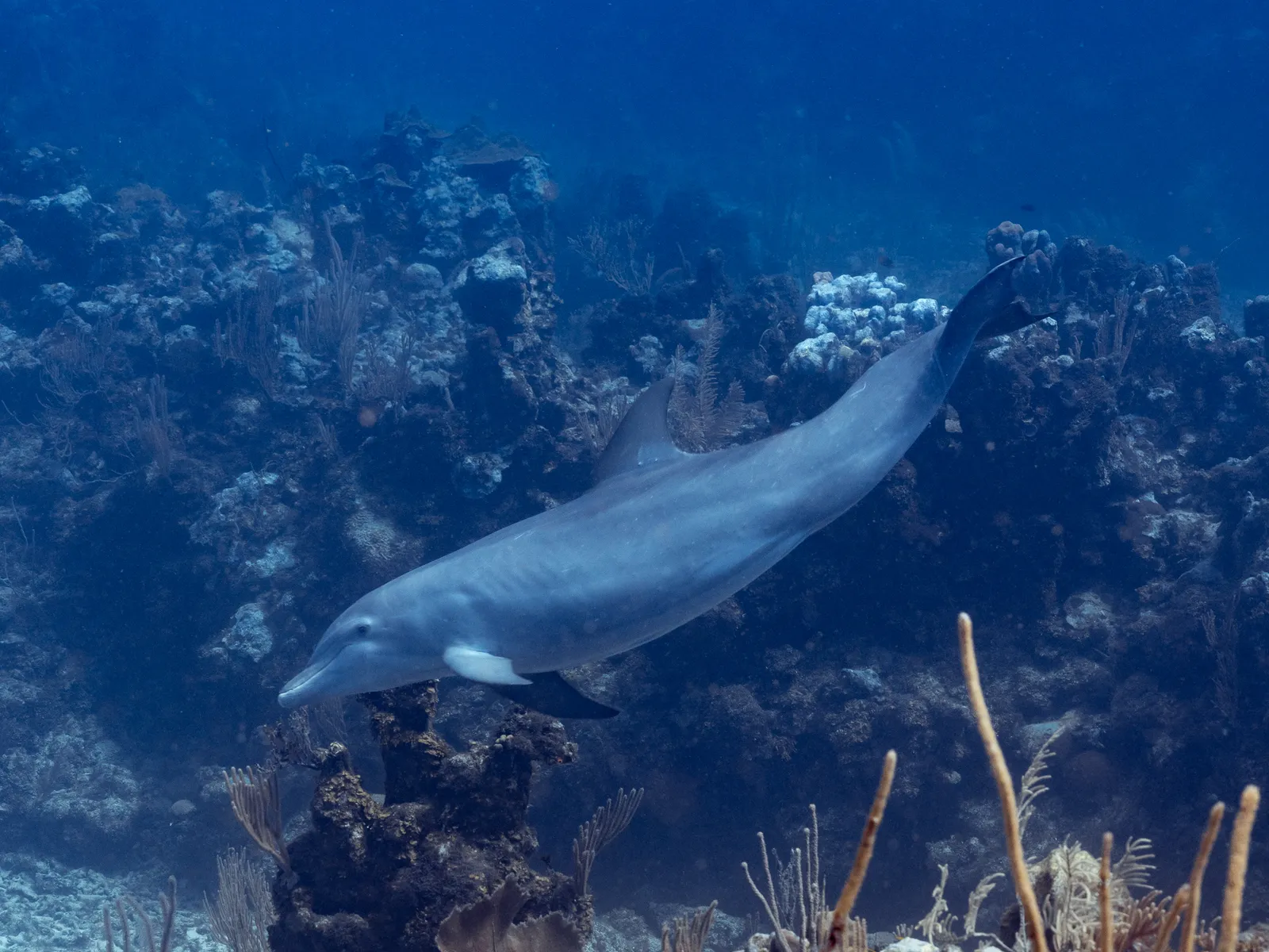 Scuba Diving in Belize with 501 Adventure Tours, photo 7