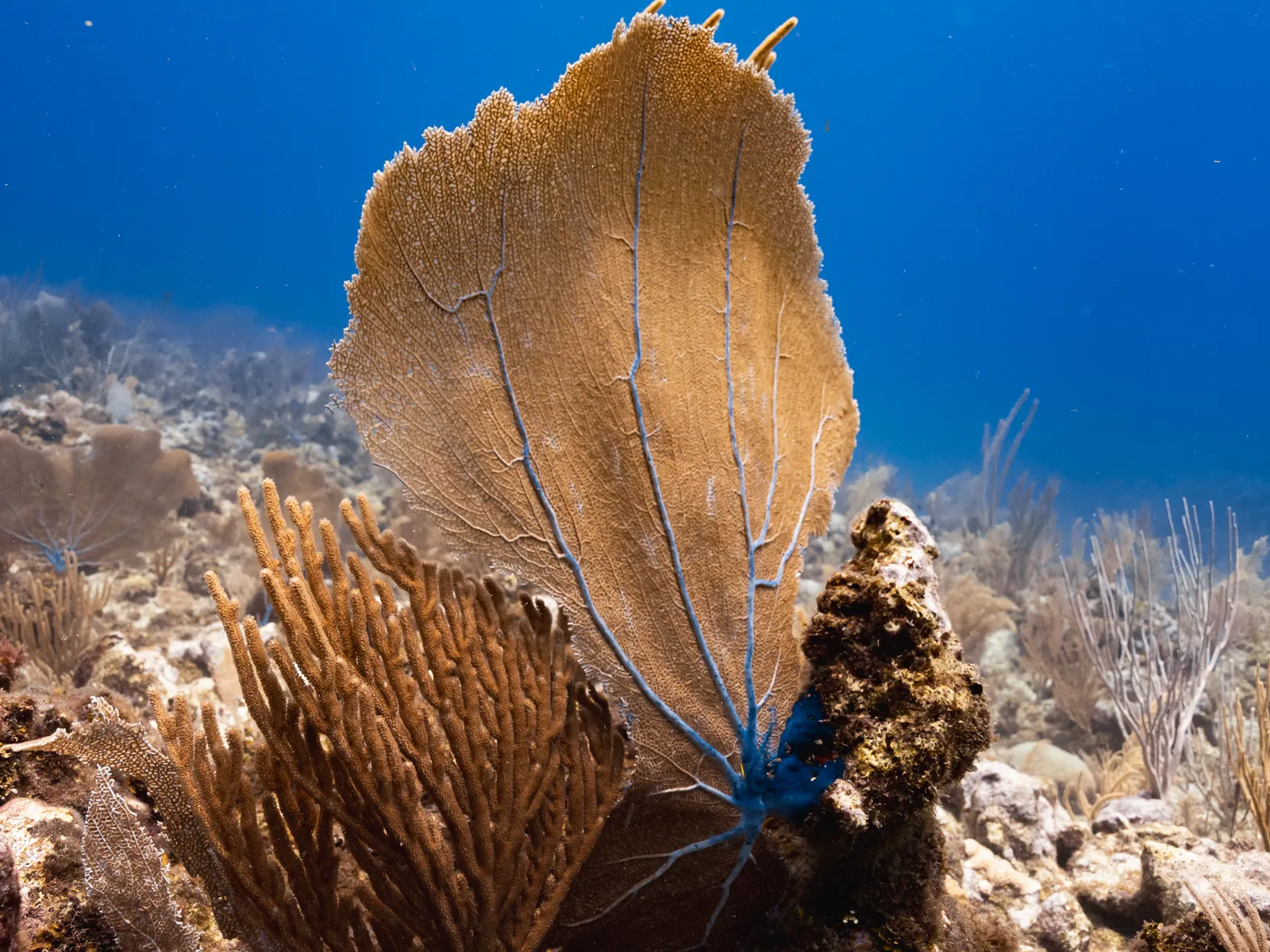 Scuba Diving in Belize with 501 Adventure Tours, photo 2