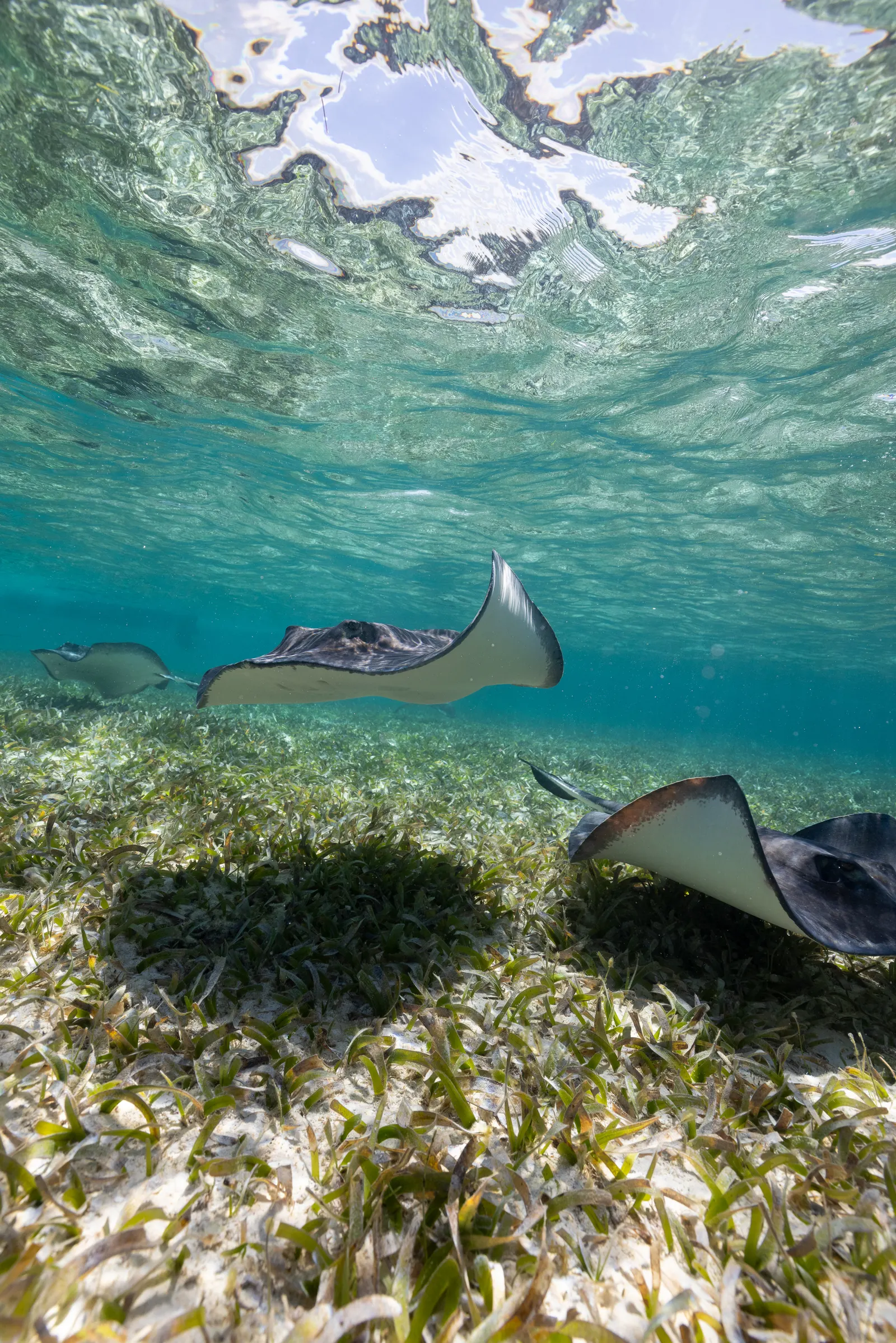 Snorkeling in Belize with 501 Adventure Tours, photo 3