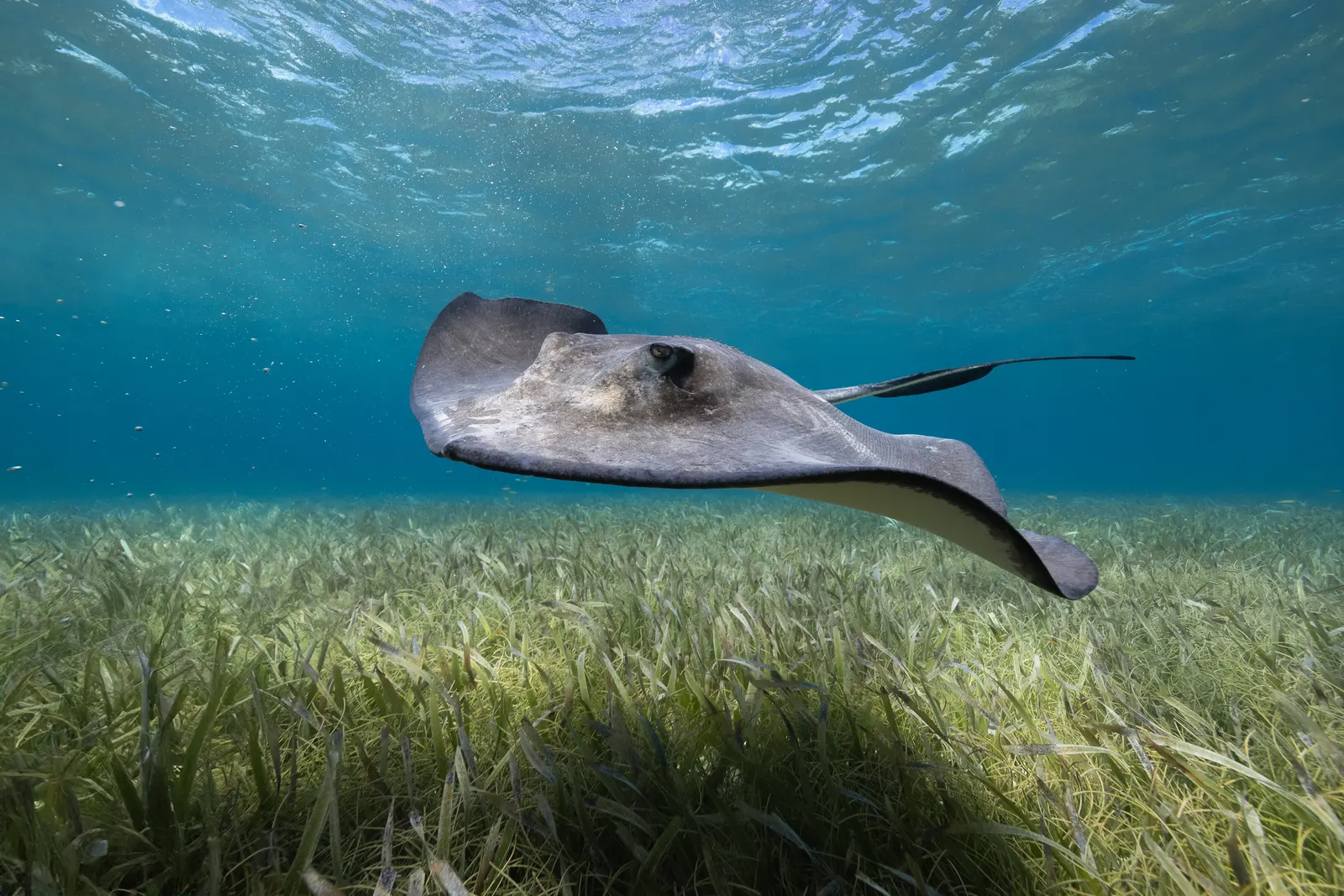 Snorkeling in Belize with 501 Adventure Tours, photo 7