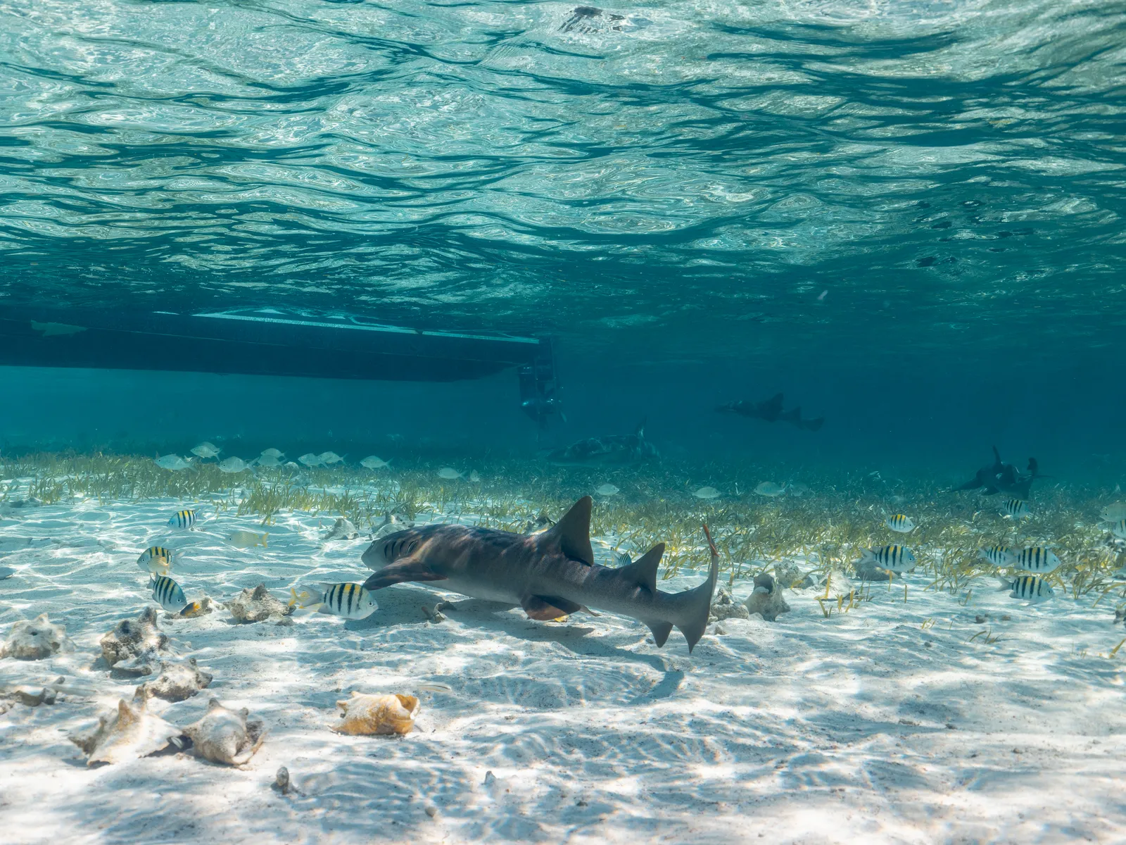 Snorkeling in Belize with 501 Adventure Tours, photo 5