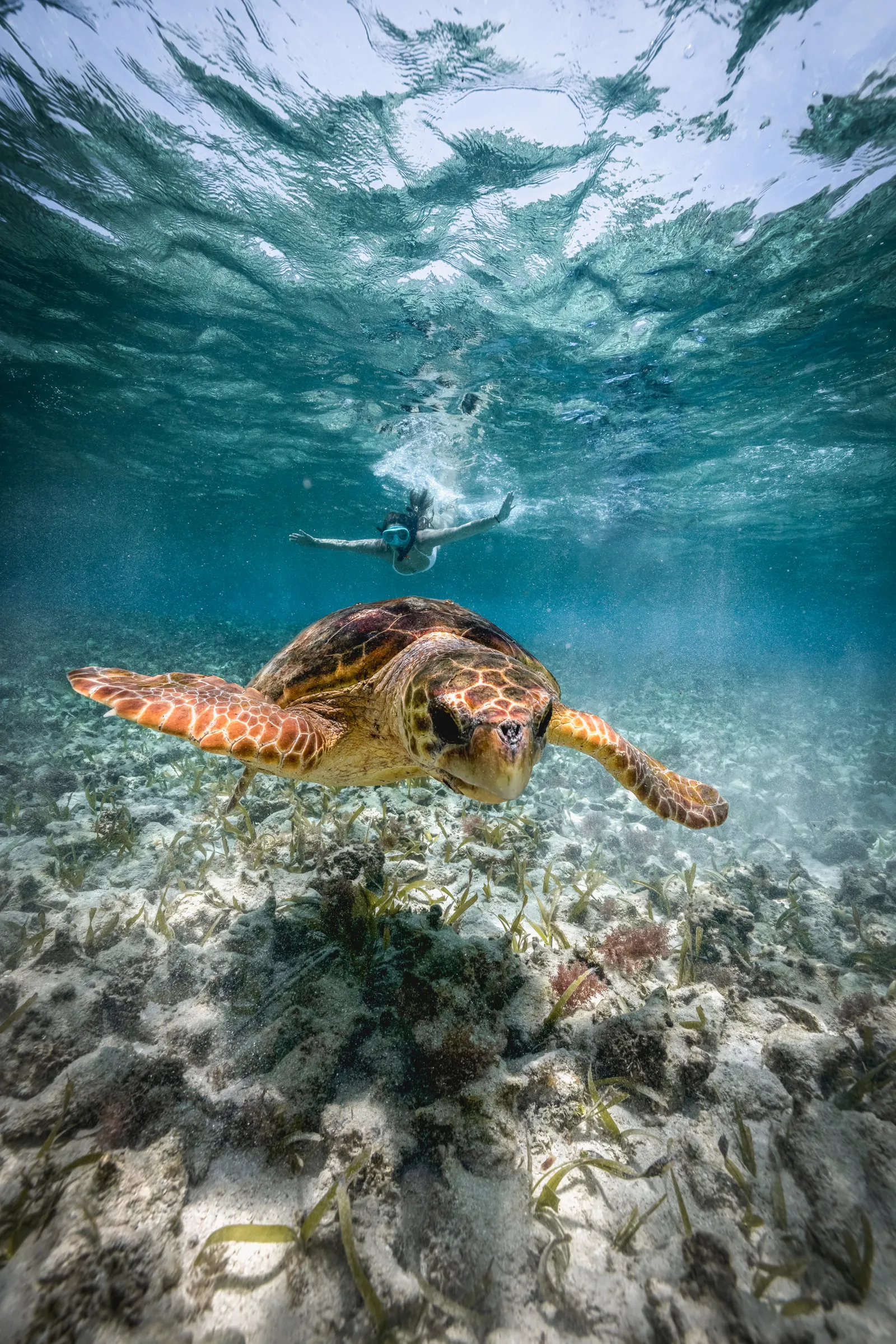 Snorkeling with sea turtles, Hol Chan Marine Reserve Belize